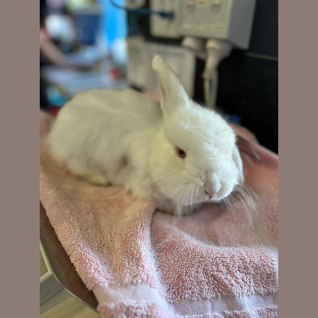 Photo of Milo