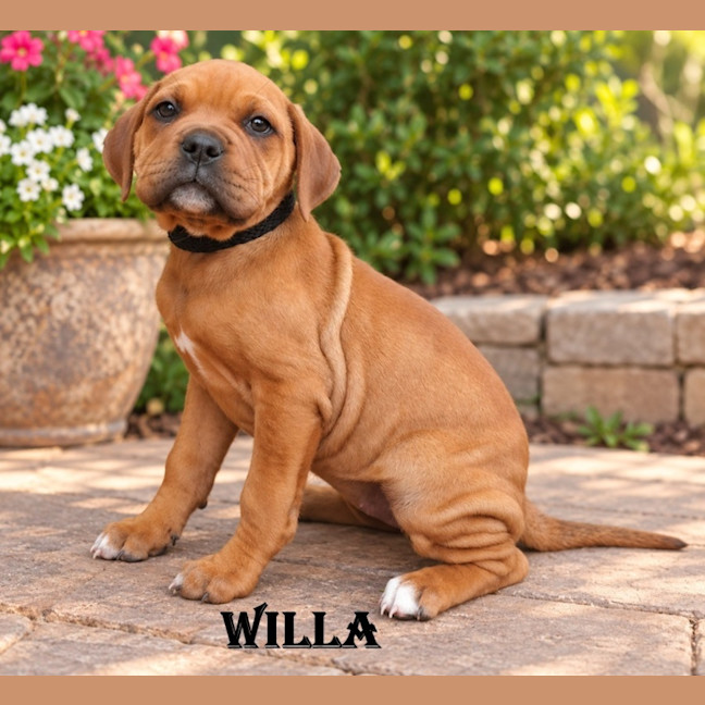 Photo of Willa