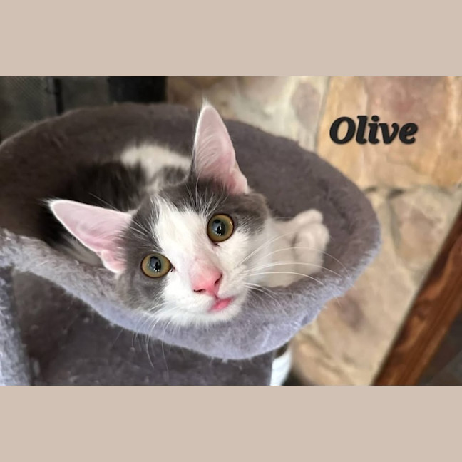 Photo of Olive