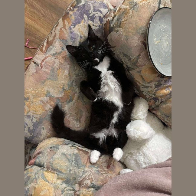 Photo of Mustard