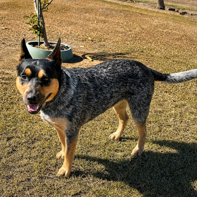 Photo of Roxy