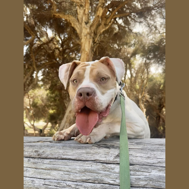 Photo of Bellie