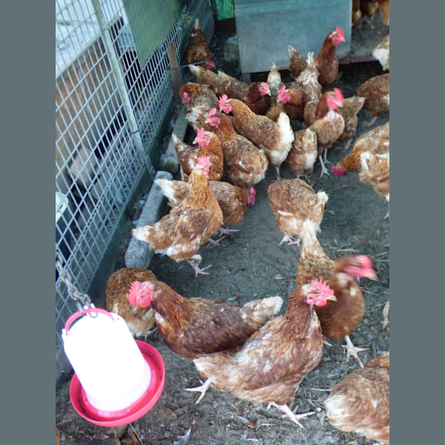 Photo of Chickens 12months Old Isa Browns