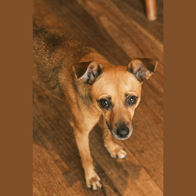 Photo of Pip
