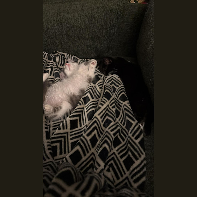 Photo of Cookie