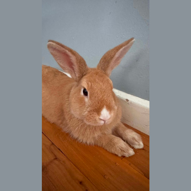 Photo of Popcorn Charlie