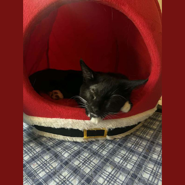 Photo of Oreo