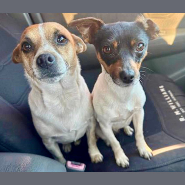 Photo of Lola & Louie   4 Year Old Mini Fox Terriers