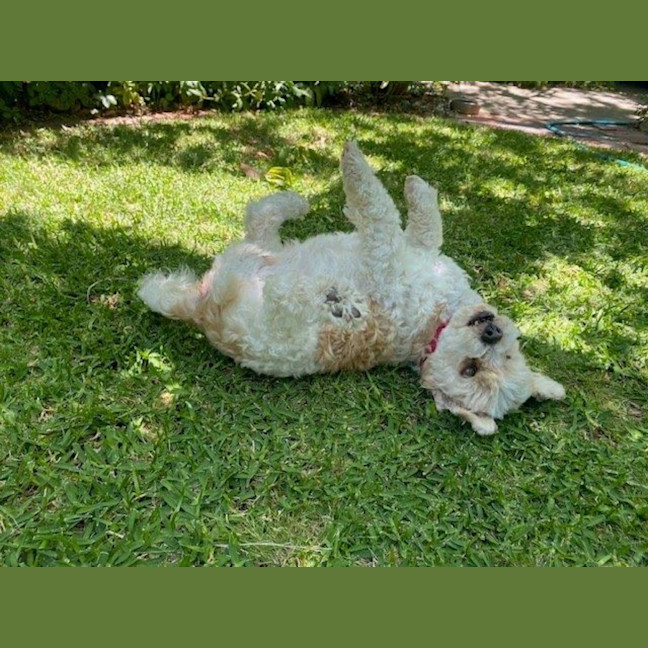 Photo of Bella Wensleydale