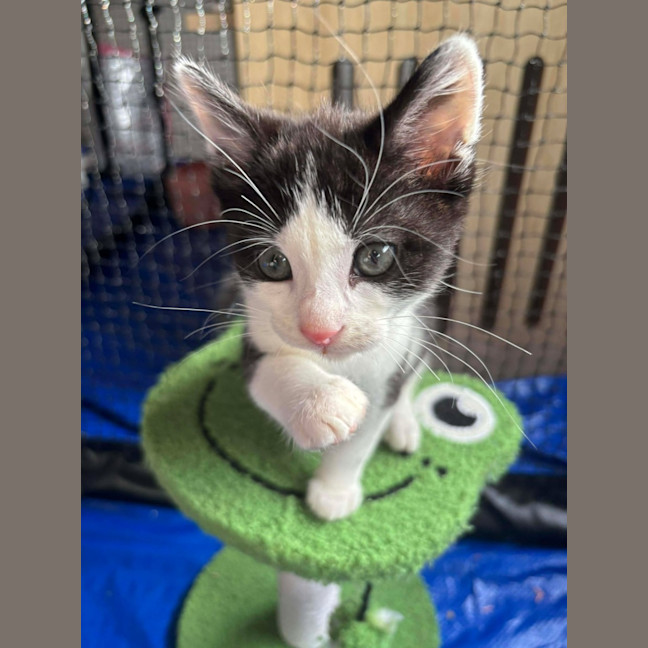 Photo of Mango Passion