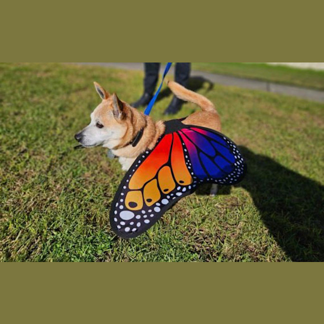 Photo of Lucky