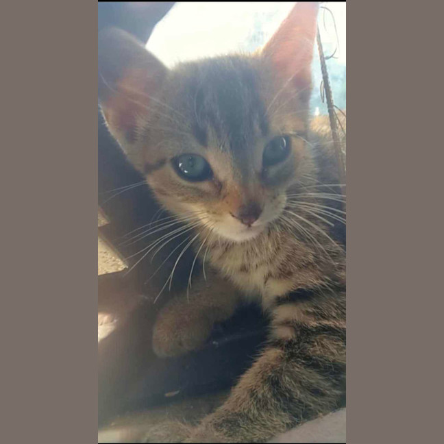 Photo of Tommy
