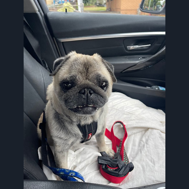 Photo of Prince 👑