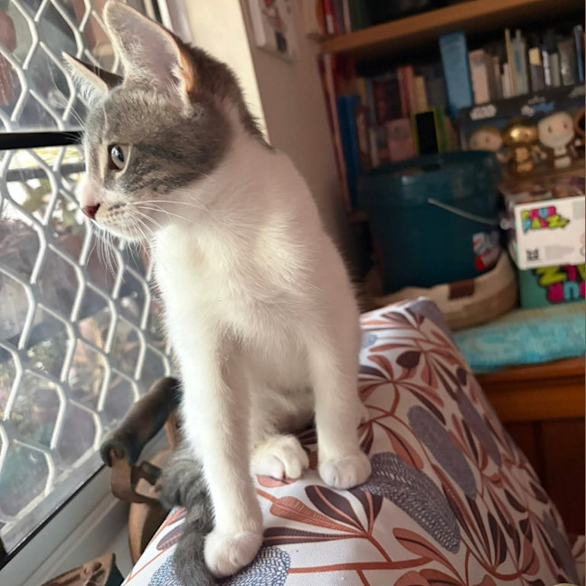 Photo of Havarti