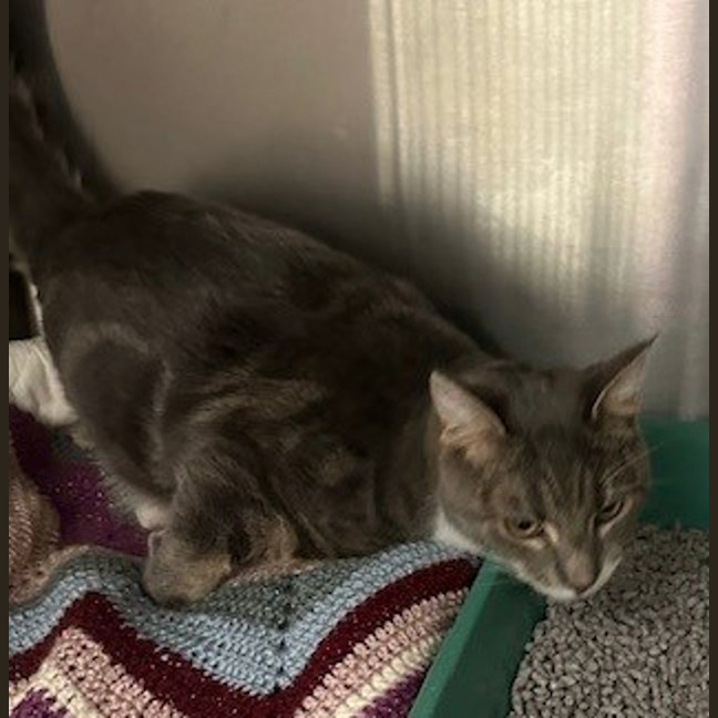 Photo of Robert The Puss