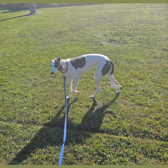 Photo of Gracie   3 Year Old Greyhound