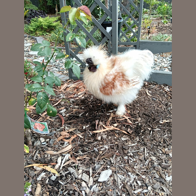 Photo of Ruffles And Puffinstuff The Roosters