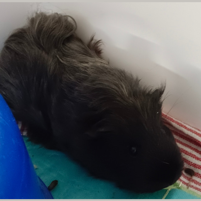 Photo of Poppy