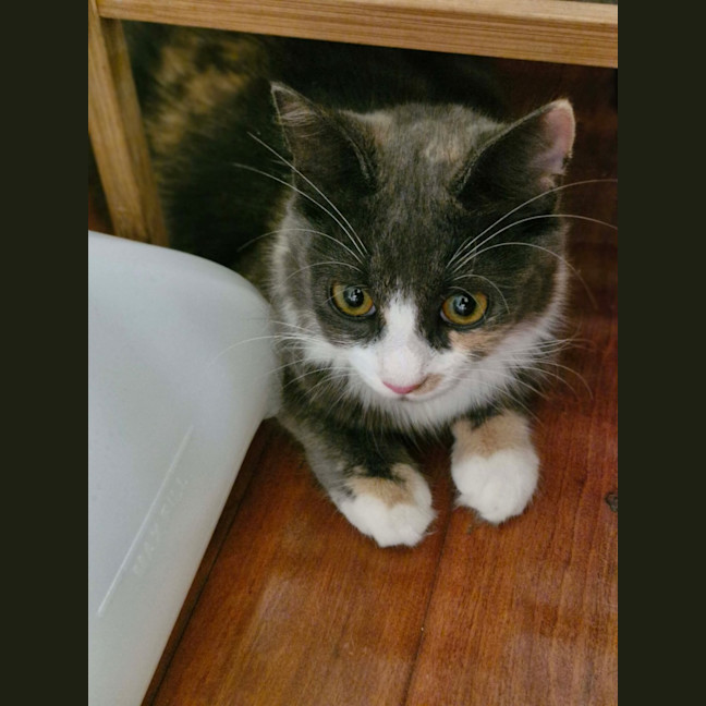 Photo of Twix