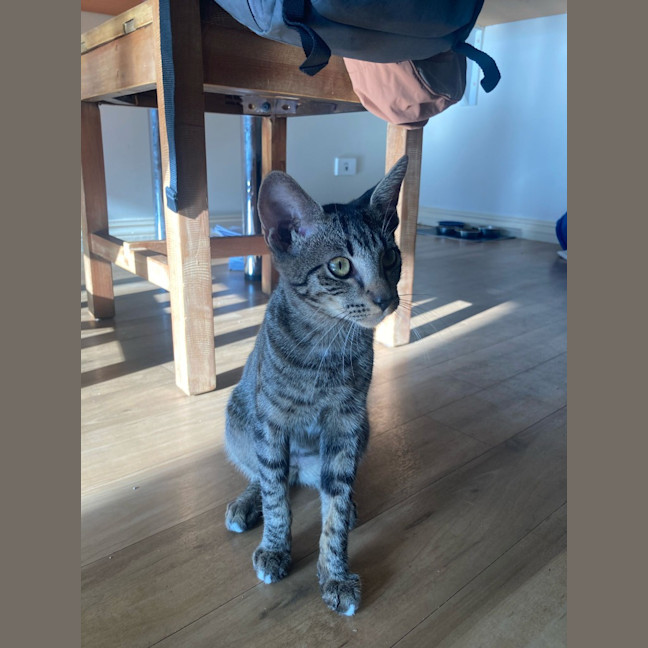 Photo of Tawny