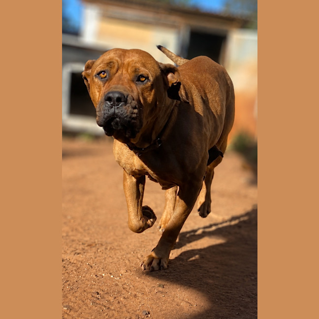 Photo of Daisy