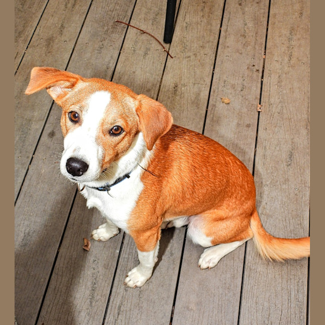 Photo of Harvey