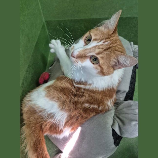 Photo of Lion (Bonded With Tiger)