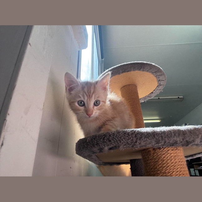 Photo of Dj Happy Paws