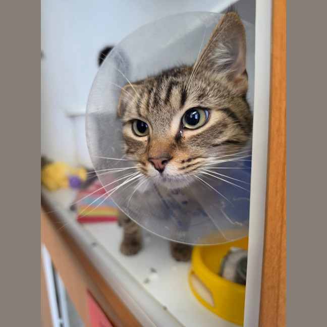 Photo of Sooty