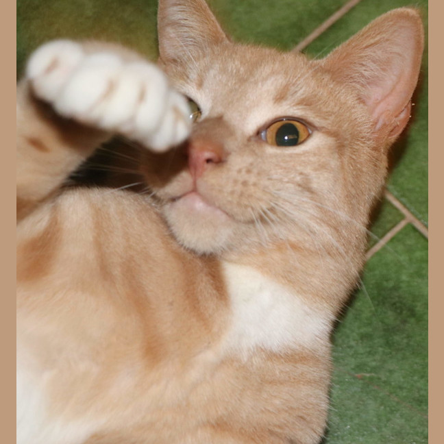 Photo of Fox Now Available At Pet Quarters Broadmeadow