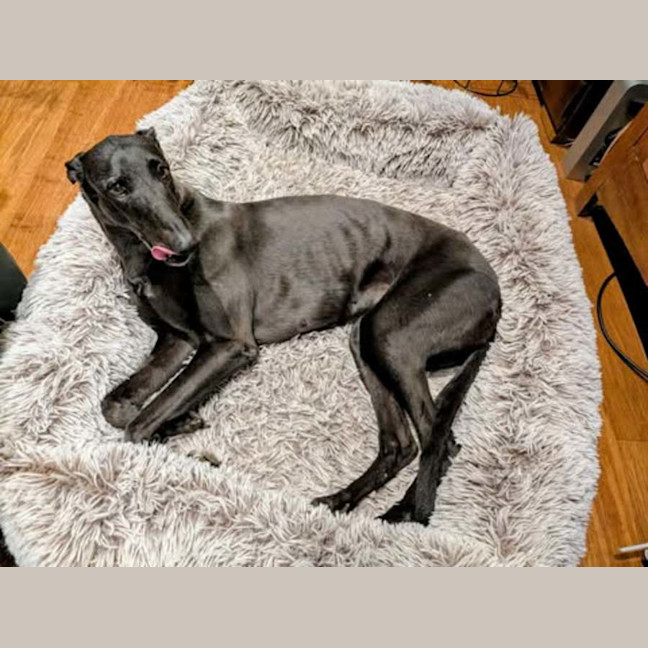 Photo of Lucy Lou, The Greyhound