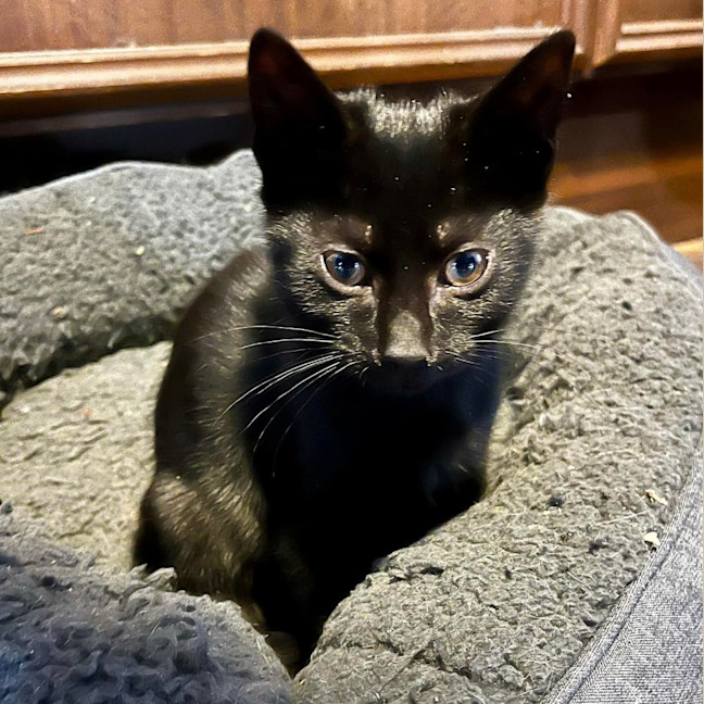 Photo of Colt