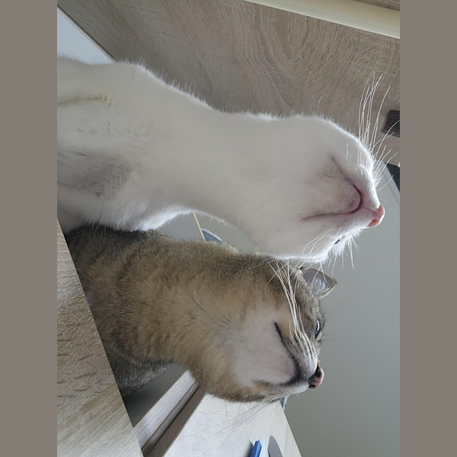 Photo of 🫶 Rudy 6712 🫶