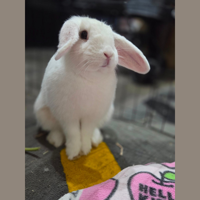 Photo of Gidget 