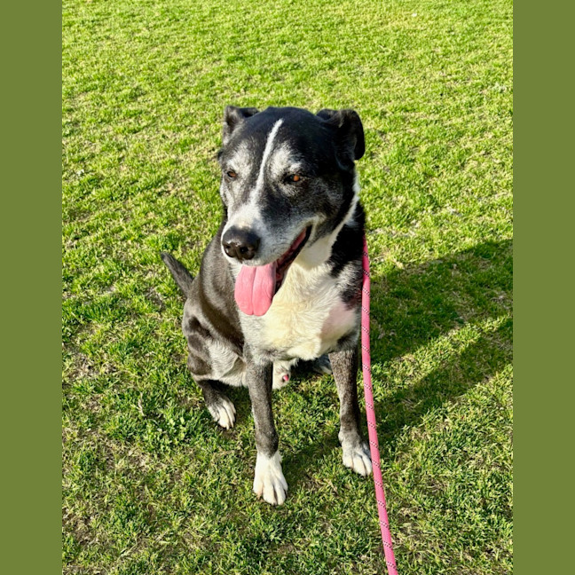 Photo of Carma (63892)