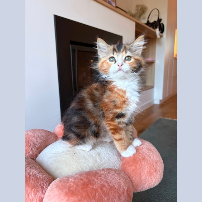 Photo of Milkshake & Matcha