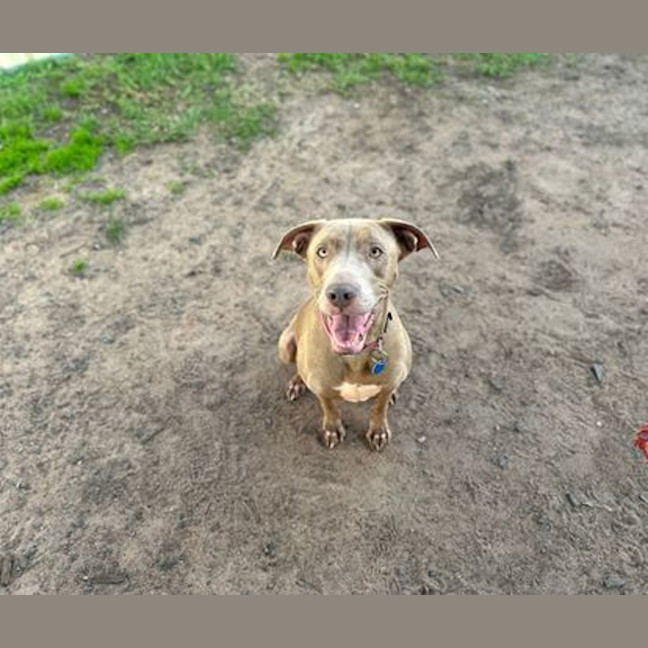 Photo of Bluebell