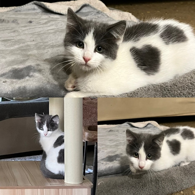 Photo of Patches