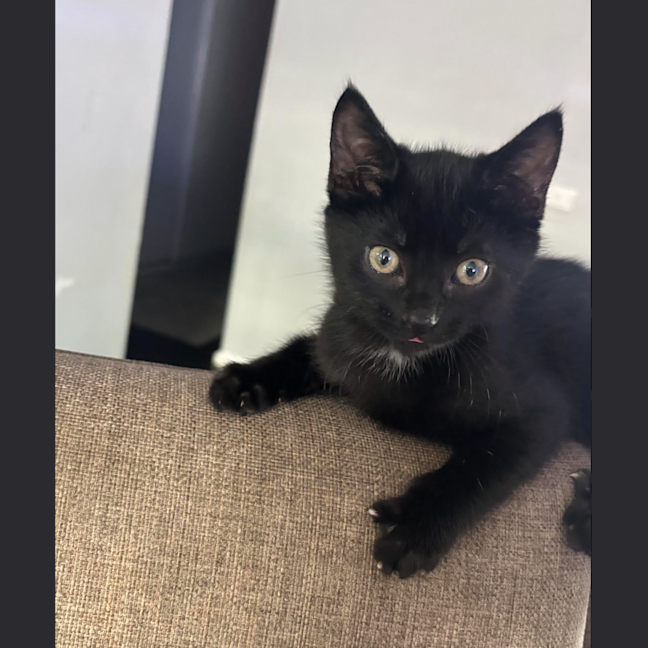 Photo of Luna