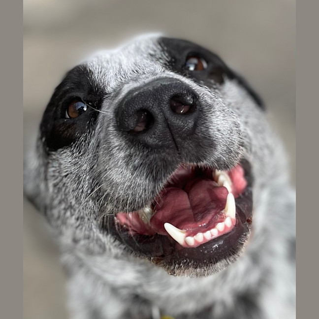 Photo of Spot 