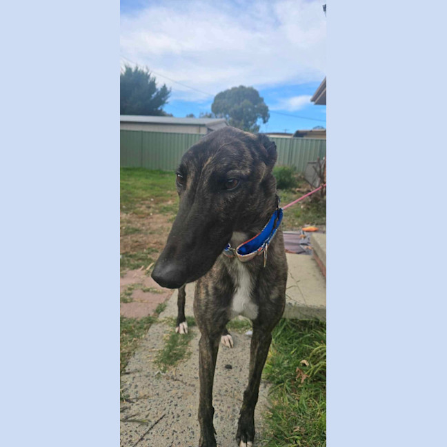 Photo of Claude The Greyhound