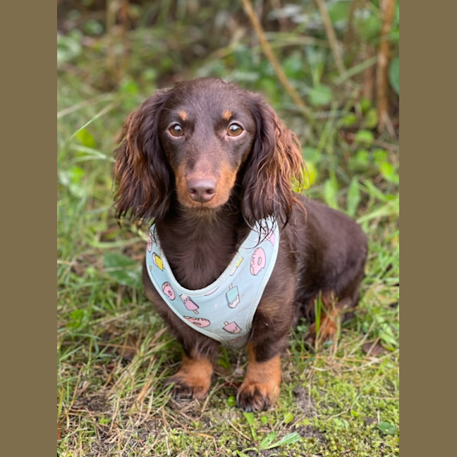 Photo of Fifi