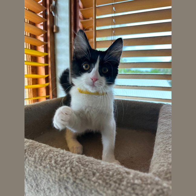 Photo of Pickle