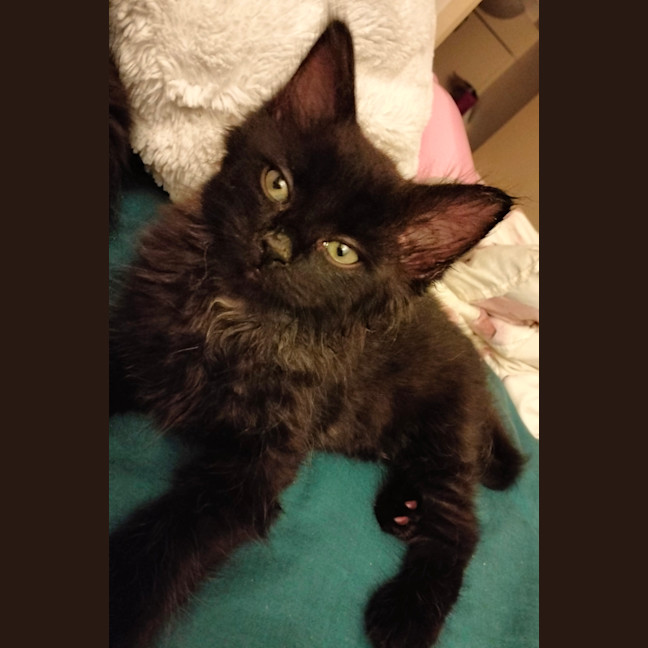 Photo of Nox