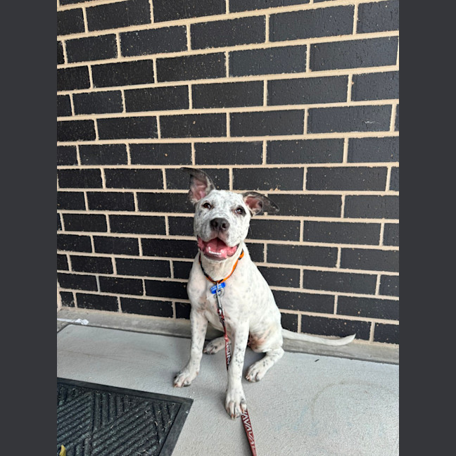 Photo of Chilli   5 Month Old Cattle Dog X (Trial)