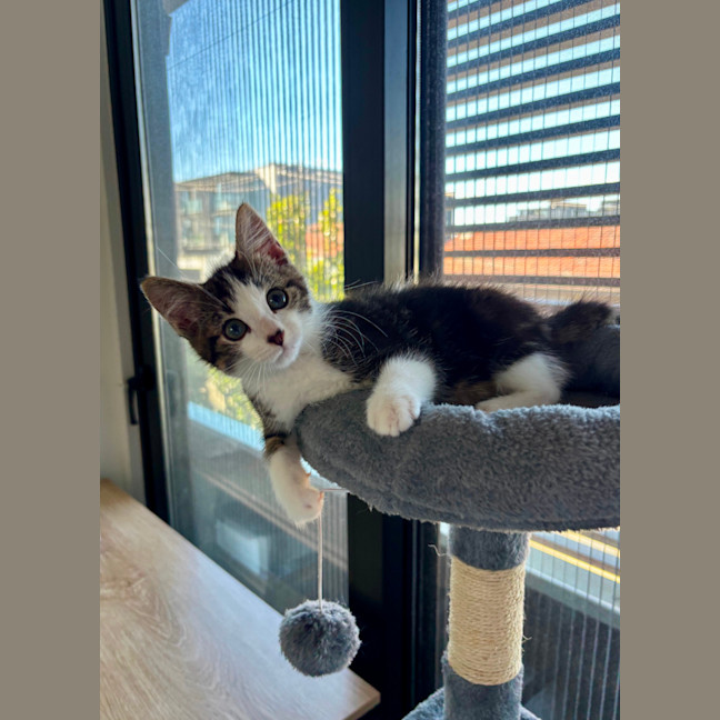 Photo of Bosco