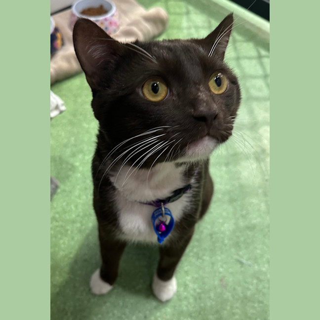 Photo of Romeo