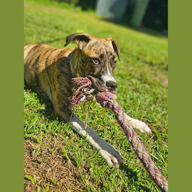 Photo of Bernard *$350 Adoption Fee*