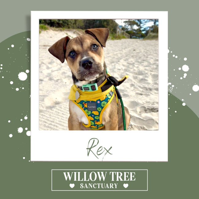 Photo of Rex