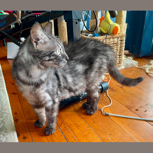 Photo of Nova